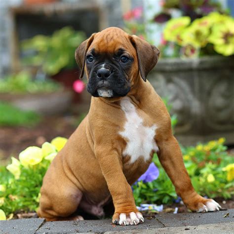 boxer puppies houston tx|boxer puppies for sale houston.